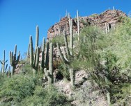 We visited Sabino Canyon Recreation Area in Tucson.