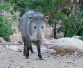Javelinas are a frequent visitor to Eddie's yard.