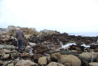 Checking out the tidal pools at Asilomar State Marine Reserve.