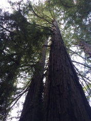 The redwoods are very tall.