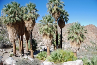 Fortynine Palms Oasis