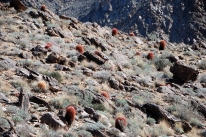 The ridge was dotted with barrel cactus.