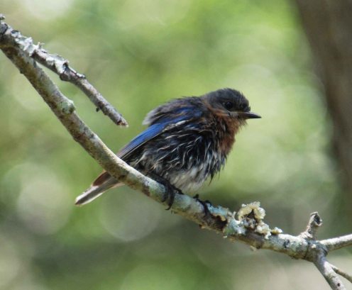 Juvenile Male Bluebird
